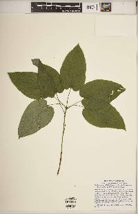 Smilax ecirrhata image