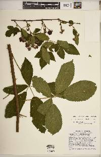 Rubus argutus image