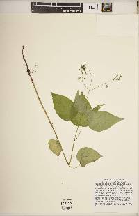 Circaea canadensis image