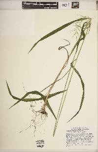 Elymus hystrix image