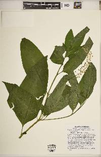 Phytolacca americana var. americana image