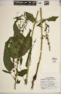 Rumex obtusifolius image