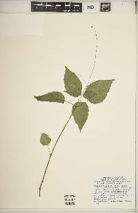 Circaea canadensis image