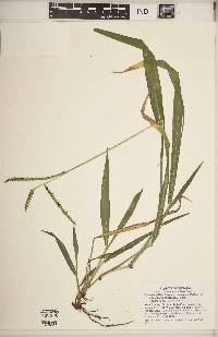 Paspalum setaceum var. muhlenbergii image