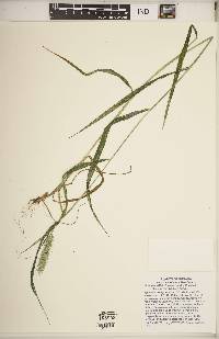 Elymus riparius image