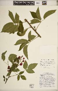 Rubus revealii image