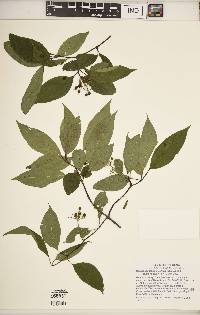 Cornus foemina image