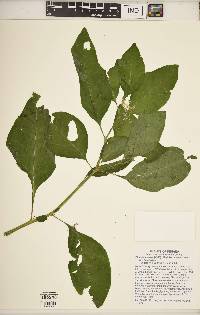 Phytolacca americana var. americana image