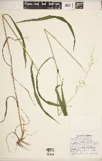 Elymus hystrix image