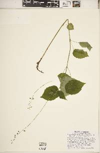 Circaea canadensis image