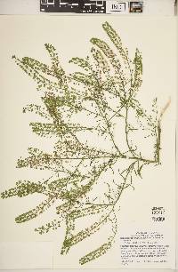 Lepidium densiflorum image