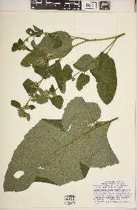 Arctium minus image