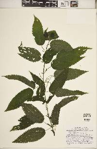 Urtica gracilis image