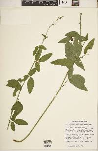 Desmodium perplexum image