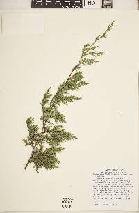 Juniperus virginiana var. virginiana image