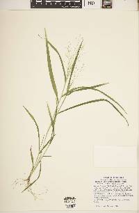 Panicum gattingeri image