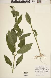 Stachys tenuifolia image