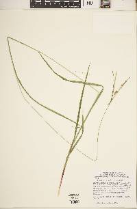 Carex virescens image