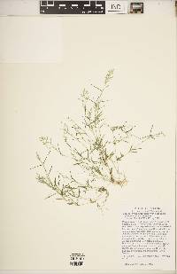 Eragrostis hypnoides image