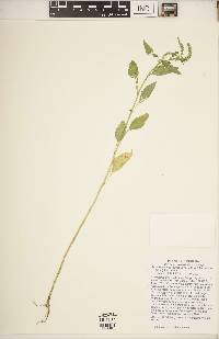 Amaranthus tuberculatus image