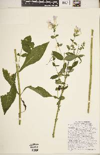 Phlox paniculata image