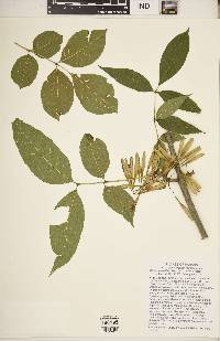 Fraxinus smallii image