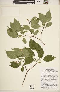 Cornus drummondii image