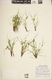 Cyperus squarrosus image