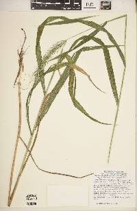 Elymus riparius image