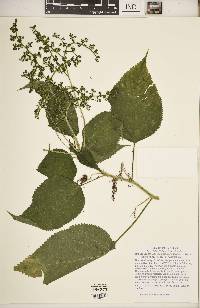 Laportea canadensis image