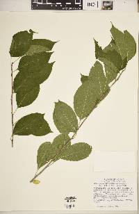 Celastrus scandens image