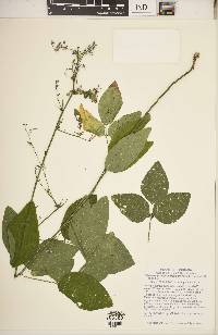 Desmodium nuttallii image