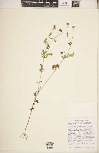 Bidens aristosa image