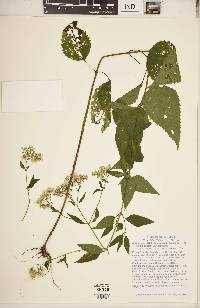 Ageratina altissima var. altissima image