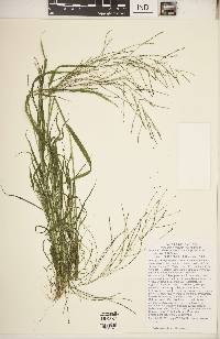 Leptochloa panicea image