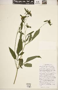 Bidens vulgata image