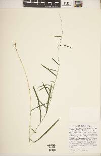 Muhlenbergia tenuiflora image