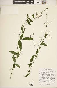 Desmodium paniculatum var. paniculatum image