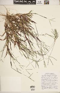 Digitaria ciliaris image