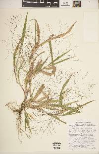 Panicum philadelphicum image