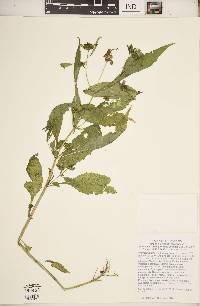 Bidens connata image