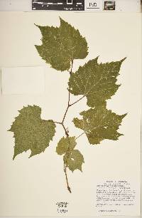 Vitis riparia image