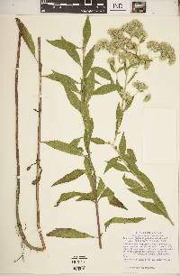 Eupatorium altissimum image