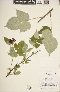 Rubus occidentalis image