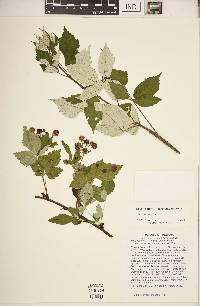 Rubus occidentalis image