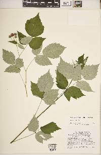 Rubus occidentalis image