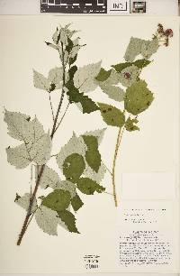 Rubus occidentalis image