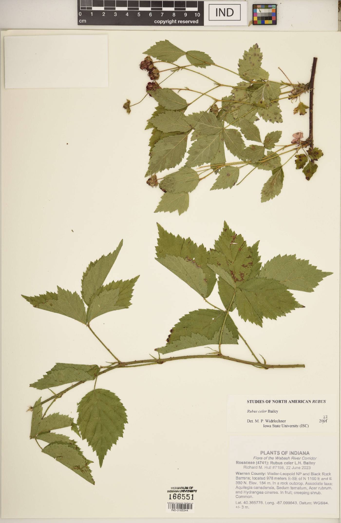 Rubus celer image