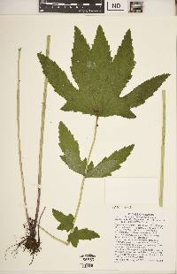 Filipendula rubra image