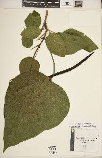 Catalpa speciosa image